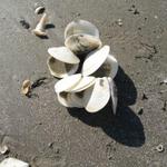 arrangement of shells Jd made