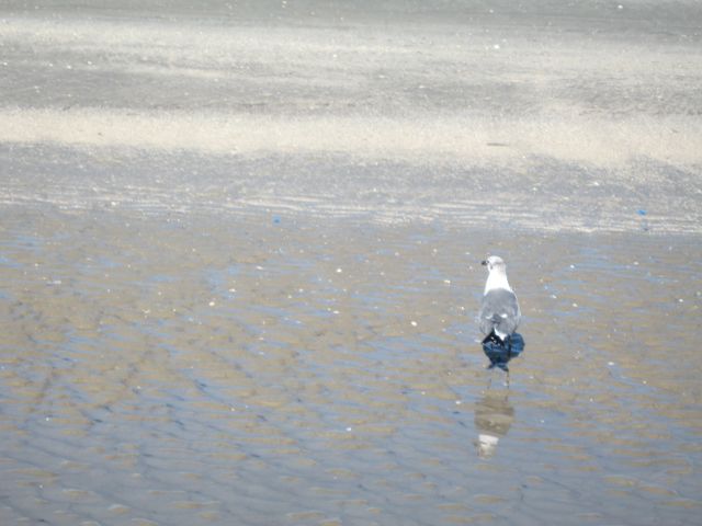 bird with reflections