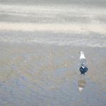 bird with reflections