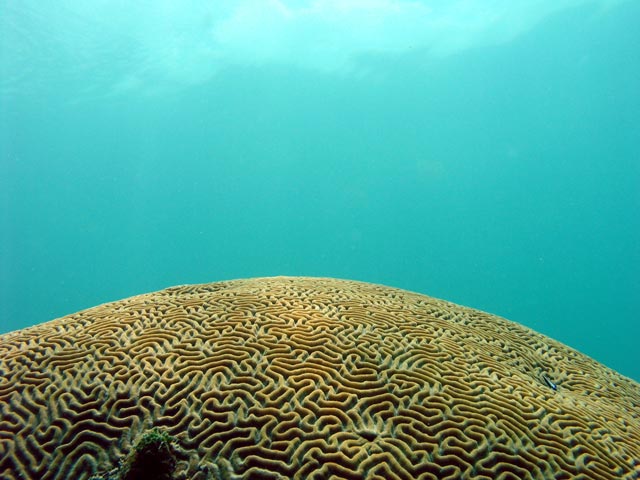 Big Coral