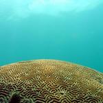 Big Coral