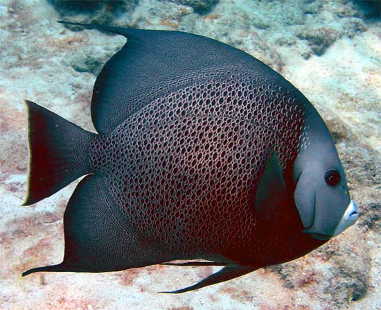 Angel Fish