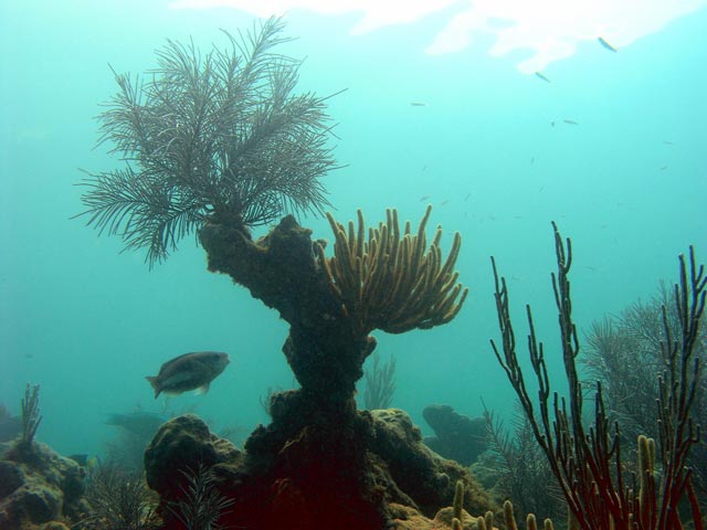 Looe Key Reef