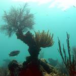 Looe Key Reef