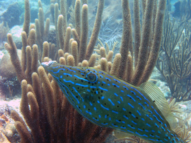 Scrawled Filefish