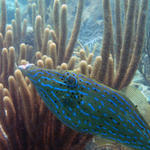 Scrawled Filefish