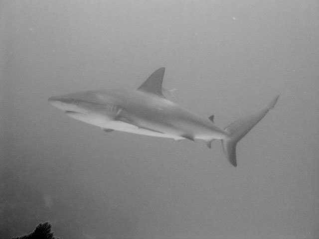 Black-tipped Reef Shark