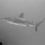 Black-tipped Reef Shark