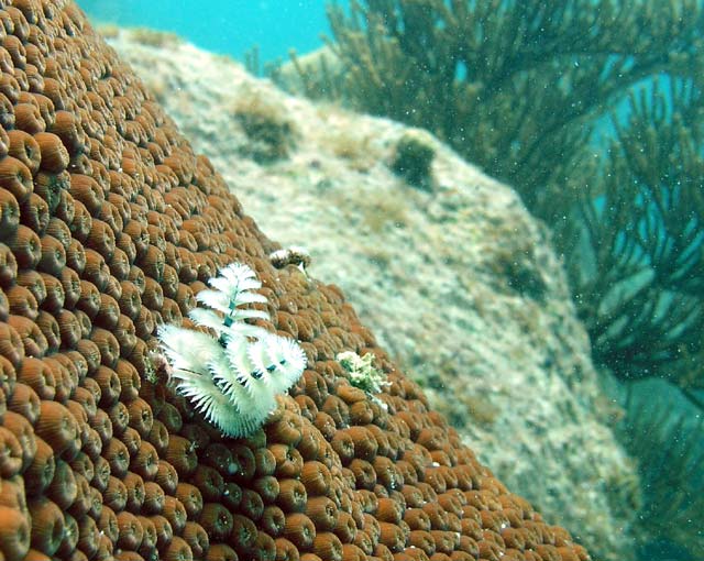 Another White Christmas Tree Worm