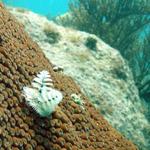 Another White Christmas Tree Worm