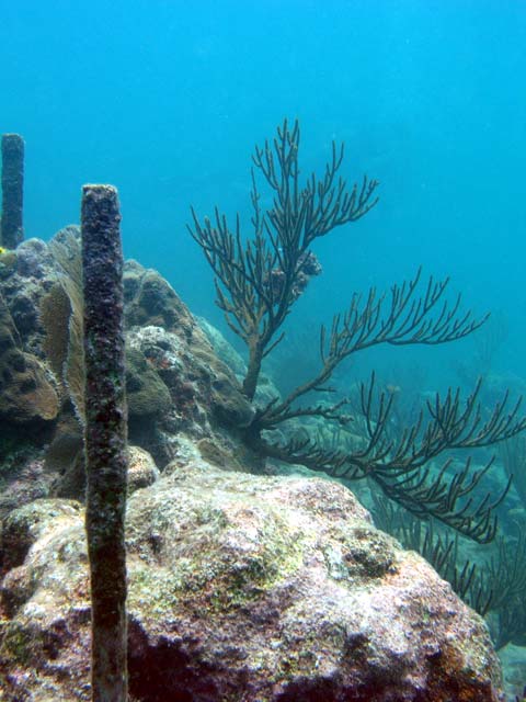 The Looe Key Reef