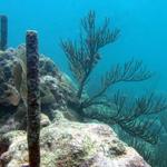 The Looe Key Reef