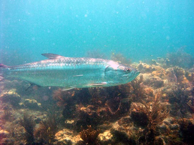 The Big Boy of the Reef