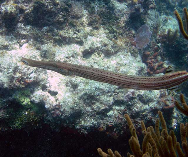 Trumpet Fish