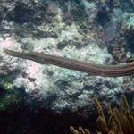 Trumpet Fish