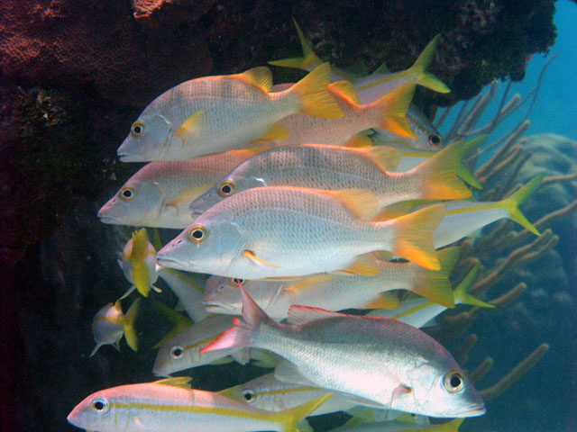 Reef Fish