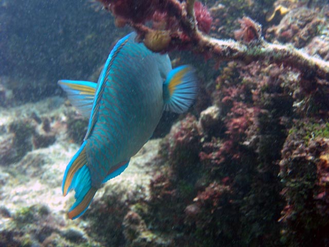 Special - Parrot Fish Butt