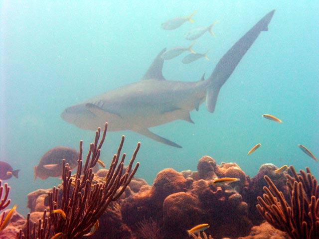 Special - Black-Tipped Reef Shark Butt