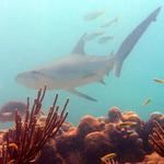 Special - Black-Tipped Reef Shark Butt