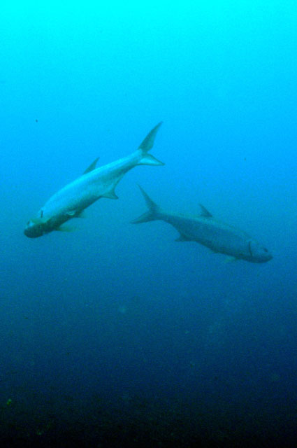 Fish Hangin' Out on the Wreck