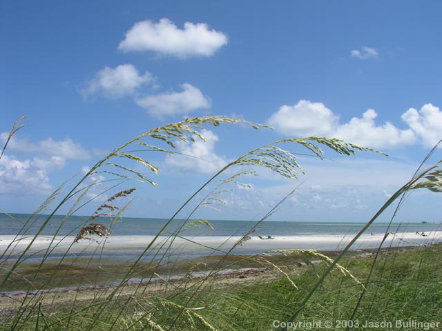 Sea Oats