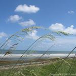 Sea Oats