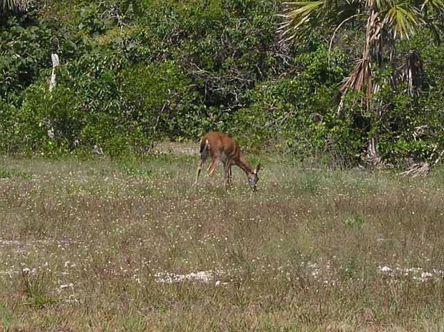 The Only Pic I Got of a Key Deer