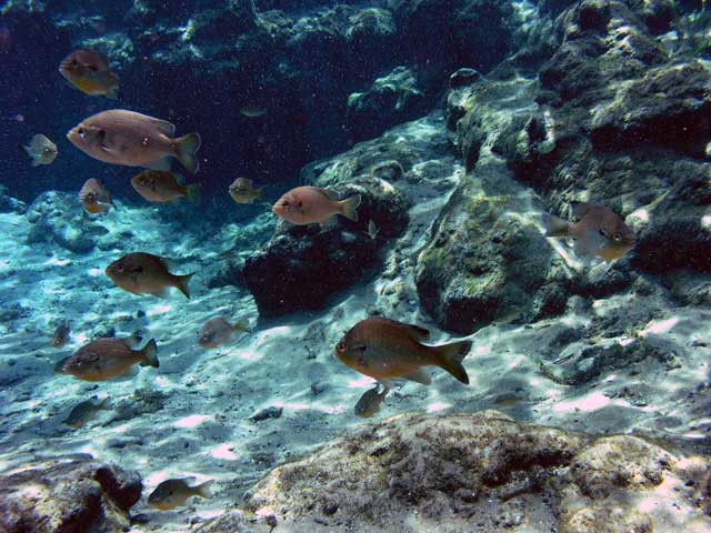 Bunch of Fish at Ginnie Main Spring