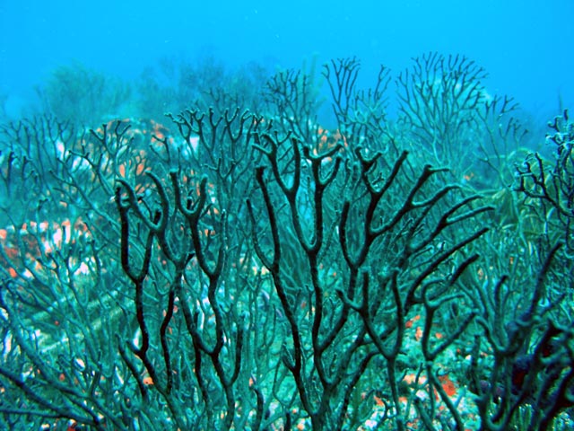 Forest of Coral