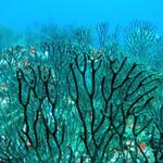 Forest of Coral