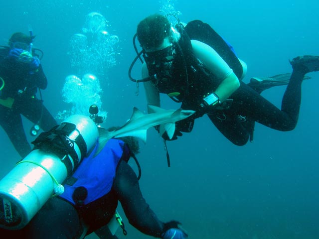 A Playful Remora