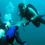 A Playful Remora