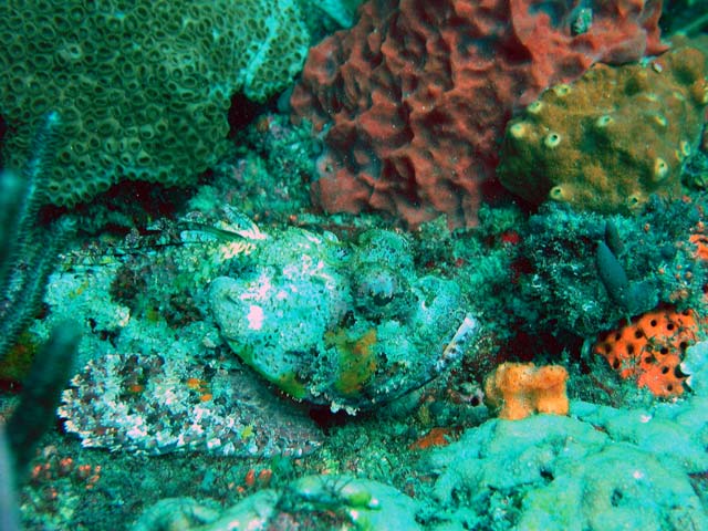 Camoflauged Scorpion Fish