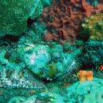 Camoflauged Scorpion Fish