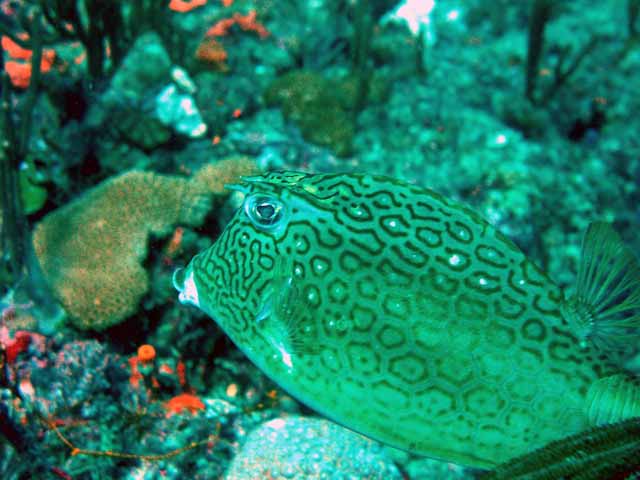 Trunkfish