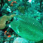 Trunkfish