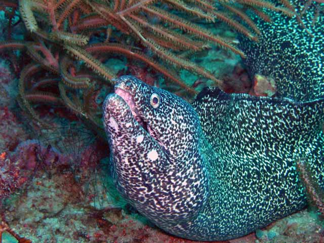 Spotted Moray Eel