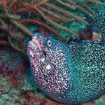 Spotted Moray Eel