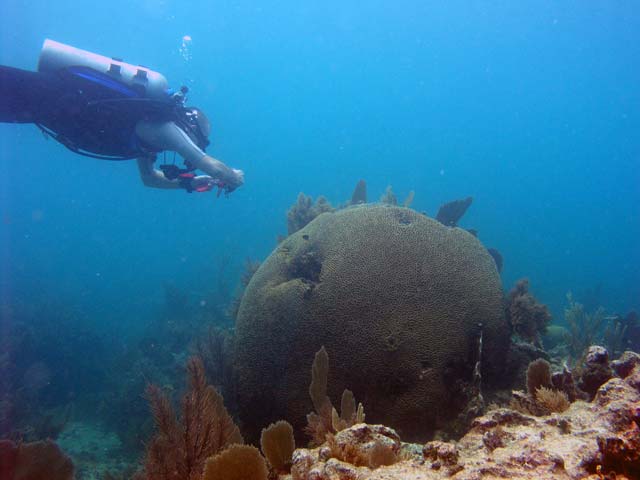 Big Brain Coral