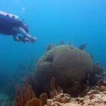 Big Brain Coral