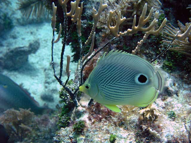 Butterfly Fish