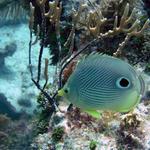 Butterfly Fish