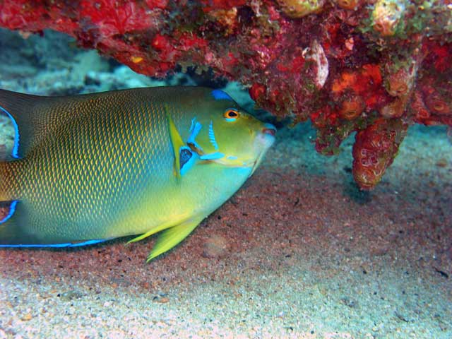 Queen Angelfish