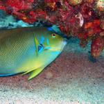 Queen Angelfish