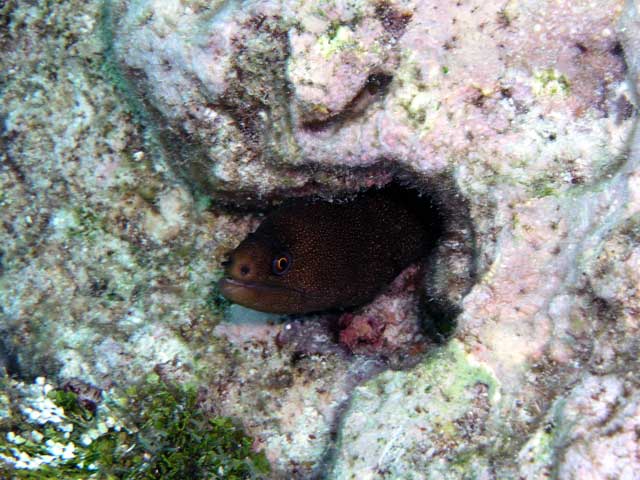 Small Spotted Moray Eel