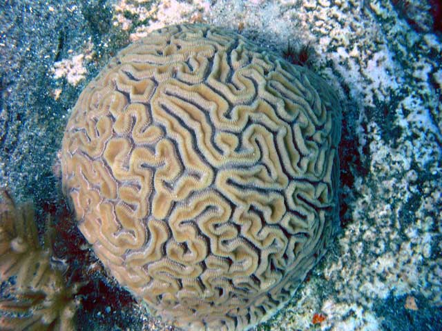 Brain Coral