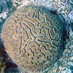 Brain Coral