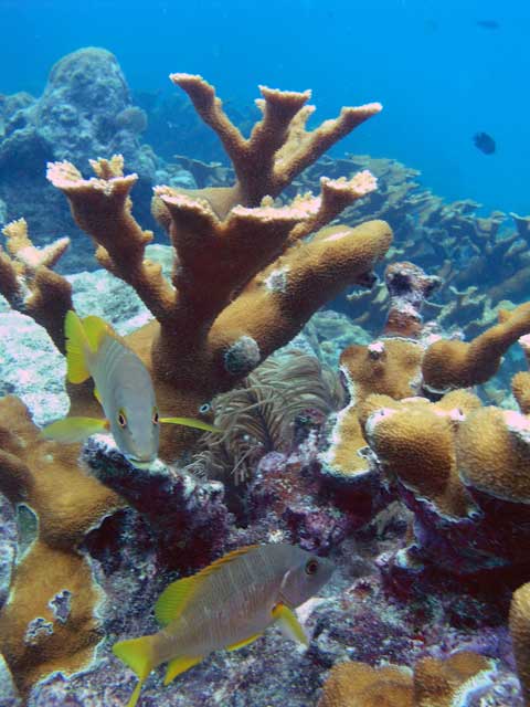 Elk Horn Coral