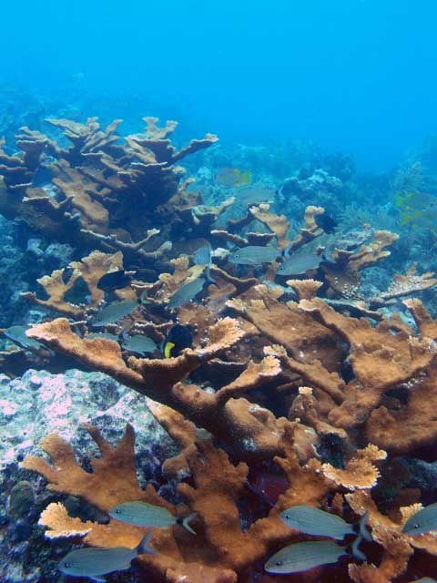 Elk Horn Coral