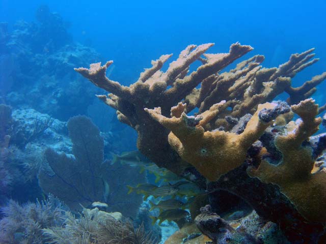 Elk Horn Coral